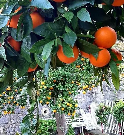 Casa Delle Rose, Pompei E Amalfi Coast Apartament *